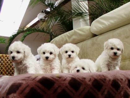 Bichon frise Welpen mit Papieren