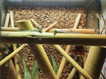 Phelsuma Klemmeri Taggeck mit Terrarium und Technik