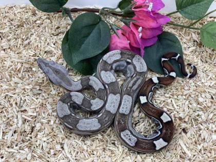 Boa Constrictor Imperator NZ 2022