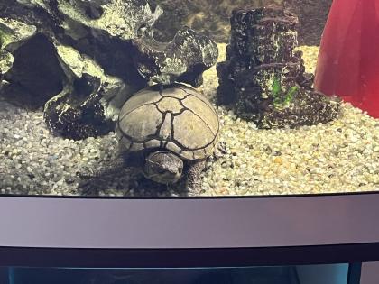 Wasserschildkröte inkl. Aquarium zu verschenken