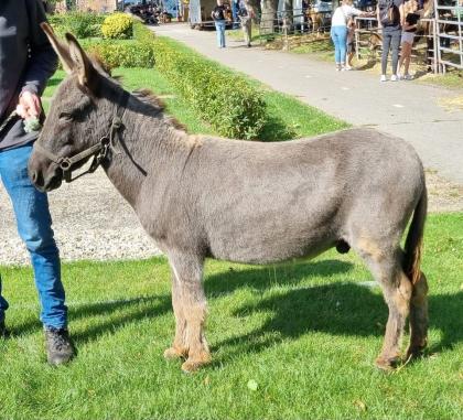 Esel Zwergesel Stute und 2 Wallache mit Pässe