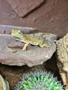 Verkaufe zwergbartagamen Pogona henrylawsoni