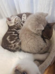 BKH Kitten Britisch Kurzhaar
