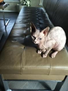 Sphinx Katze