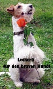 Hundesalon, Hundeausbildung, Hundeschule