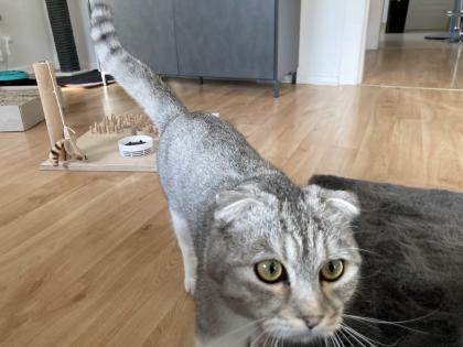 Kater kastriert 1 Jahr mit viel Zubehör