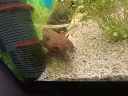 2 Männliche Axolotl Dringend