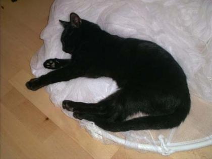 Süße Schwarze Katze 3 Jahre abzugeben