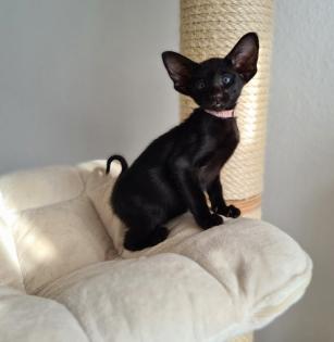 Orientalisch Kurzhaar Kitten mit Papiere / Stammbaum