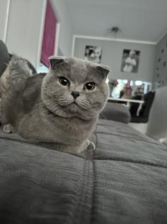Bkh Katze und scottisch fold Kater suchen ein neues Zuhause