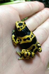 0. 2. 2 Dendrobates leucomelas