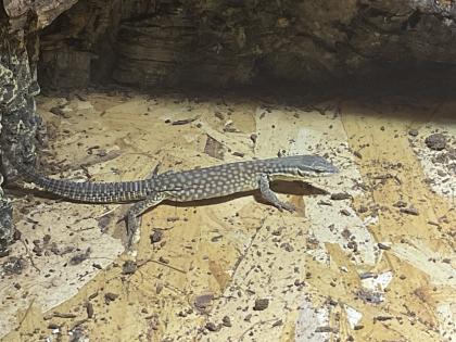 Kerngesunder Stachelschwanzwaran geschlüpft am 7. 7. 2023 zu verkaufen. Art Varanus Acanthurus