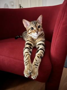 Bengalkater 8 Monate