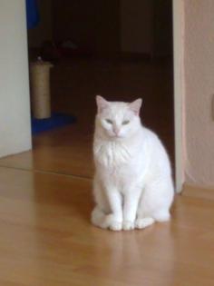 Weisse Katze in liebevolle Hände abzugeben
