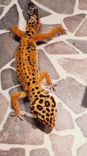 Leopardgecko NZ