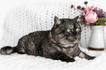Kitten, Katzen Babys