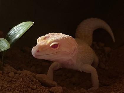 Leopardgecko Weibchen