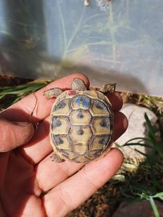 Griechische Landschildkröten Nachzuchten 2022, 2023