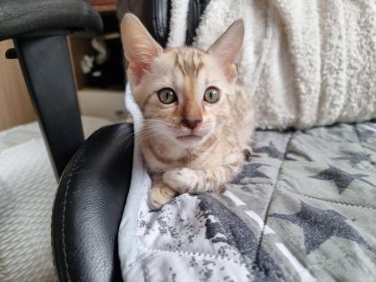 Bengalkitten reinrassig mit Stammbaum
