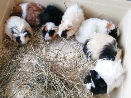 Junge Meerschweine boeckchen glatt, rosetten, Rex, Texel.