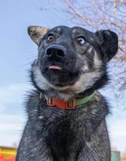 Elios ist ein freundlicher Familienhund mit tollen Augen