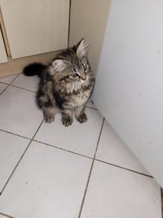Main coon Mischlinge 4