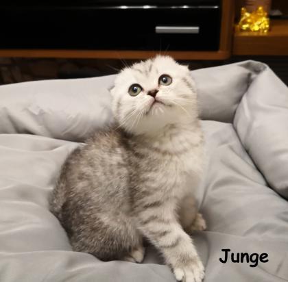 British Kurzhaar / mix Kitten
