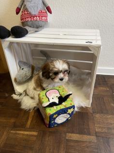 Süße cavalier- Shihtzu welpen/ CavaTzu abzugeben