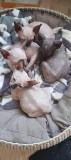 Canadian sphynx kitten