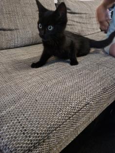 2 kleine Katzengeschwister abzugeben