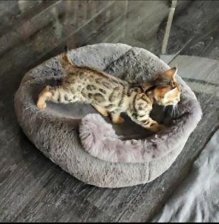 Bengalkitten 9. Woche