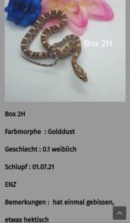 Kornnatter Nachzuchten