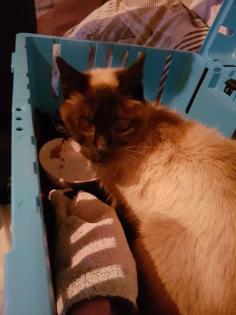 SIAM KATZE GEFUNDEN