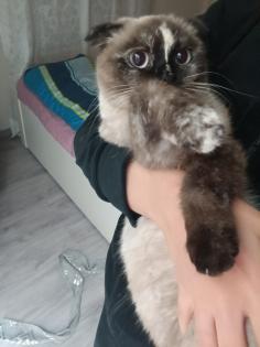Weibliche Katze