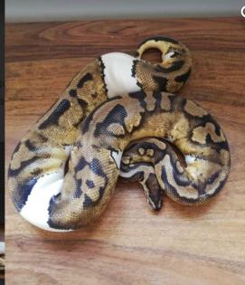 Python Regius / Königspython adult 1. 1Superpastel Piebald, 0. 1Pastel het. Piebald