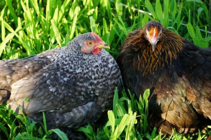 Rassehühner, Huhn, Hennen, Geflügel, Wachteln, 30 versch. Rassen