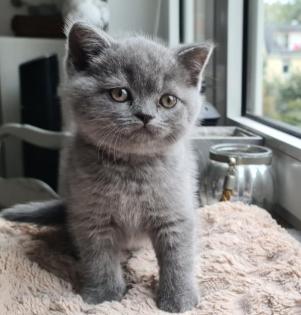 Britisch Kurzhaar BKH Kitten 2fach geimpft