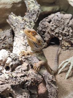 Bartagame m mit großem Terrarium, Quarantäneterrarium inkl. Beleuchtung und viel Zubehör