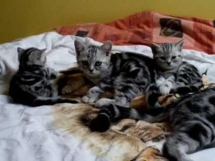 Britisch Kurzhaar BKH silver-tabby und blau