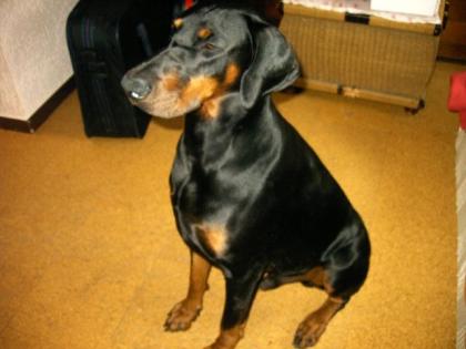 Deckrüde- dobermann