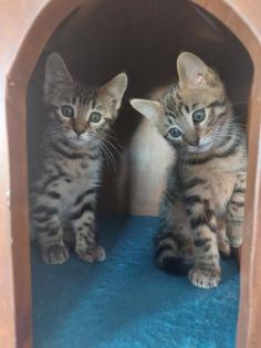 Maine coon/ bengal mix kitten