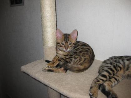 Reinrassige Bengalkitten. Auszug bereit
