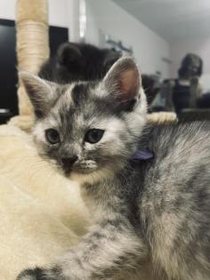 Noch 5 BKH/BLH Mix Kitten