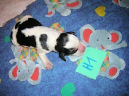 BEAGLE WELPEN OHNE PAPIERE