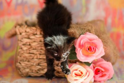 Maine Coon Kitten Prinzessinen