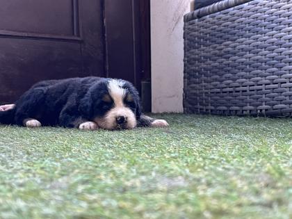 Berner Sennenhund Welpen