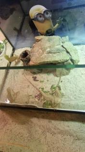 Bartagame Jungtiere 4 Monate alt
