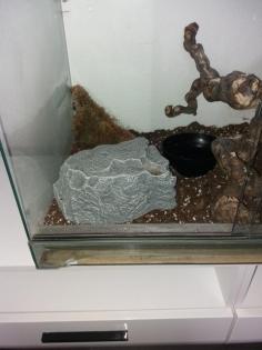 Kleine kornatter Schlange mit Terrarium zu verkaufen