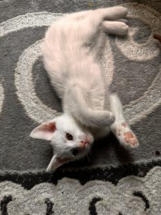 6 kleine Kitten weiß und getigert suchen ein liebevolles zu Hause