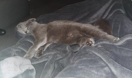 Junge Scottish Fold Katze